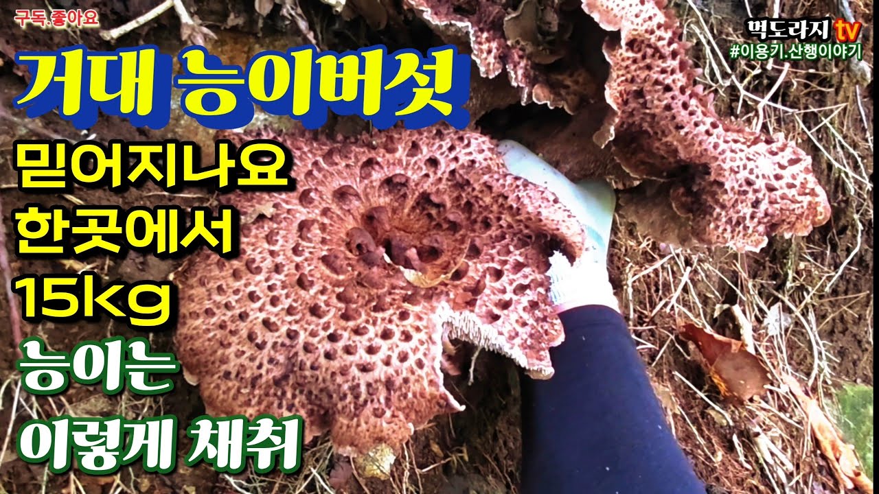 역대급 능이밭 발견!!괴물 능이버섯! 크기와 비주얼에 충격 일단한번 보세요!!