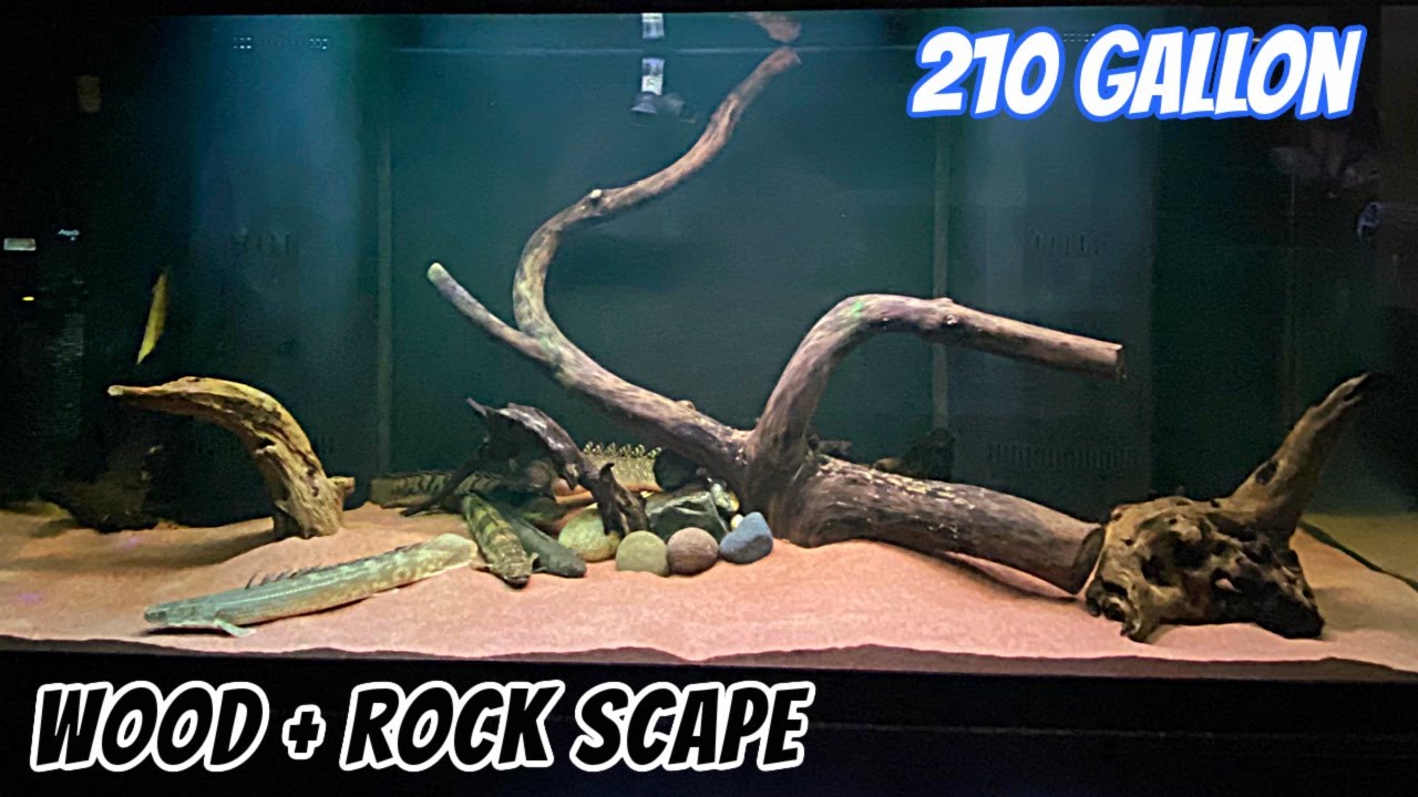 Bichir Tank: Decor and Lighting for 210 Gallon