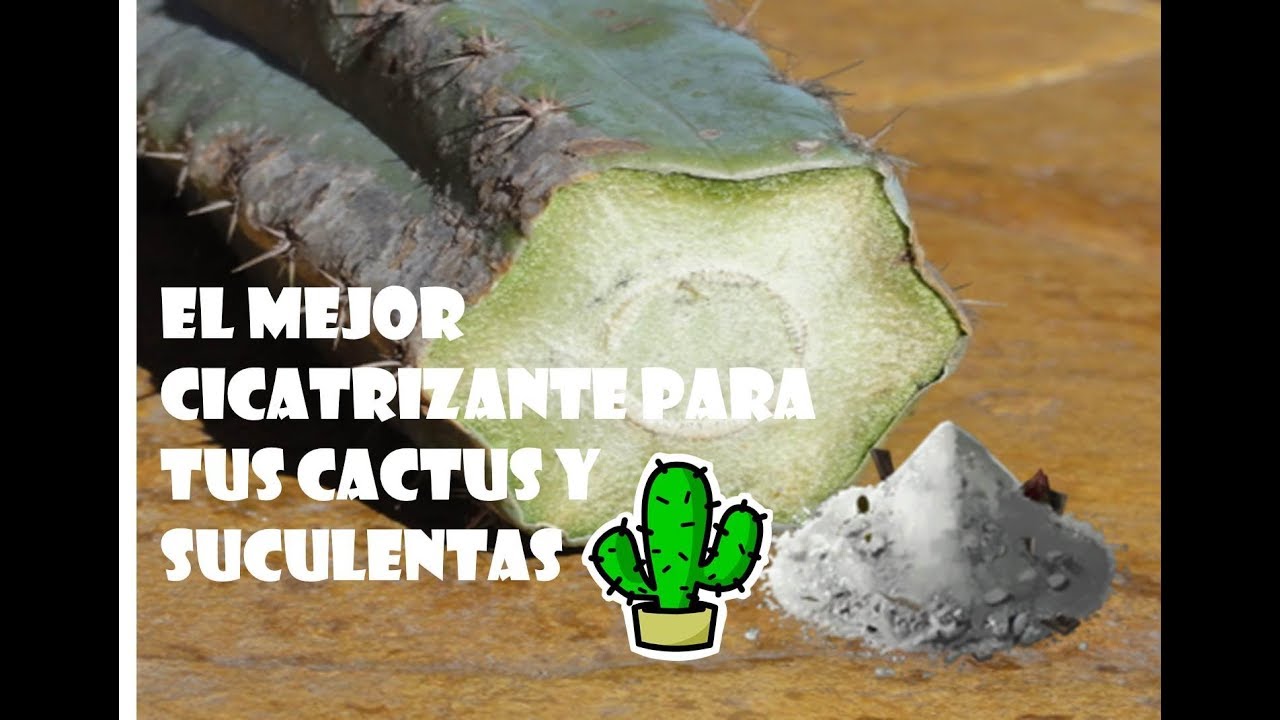Cactus y suculentas el mejor cicatrizante