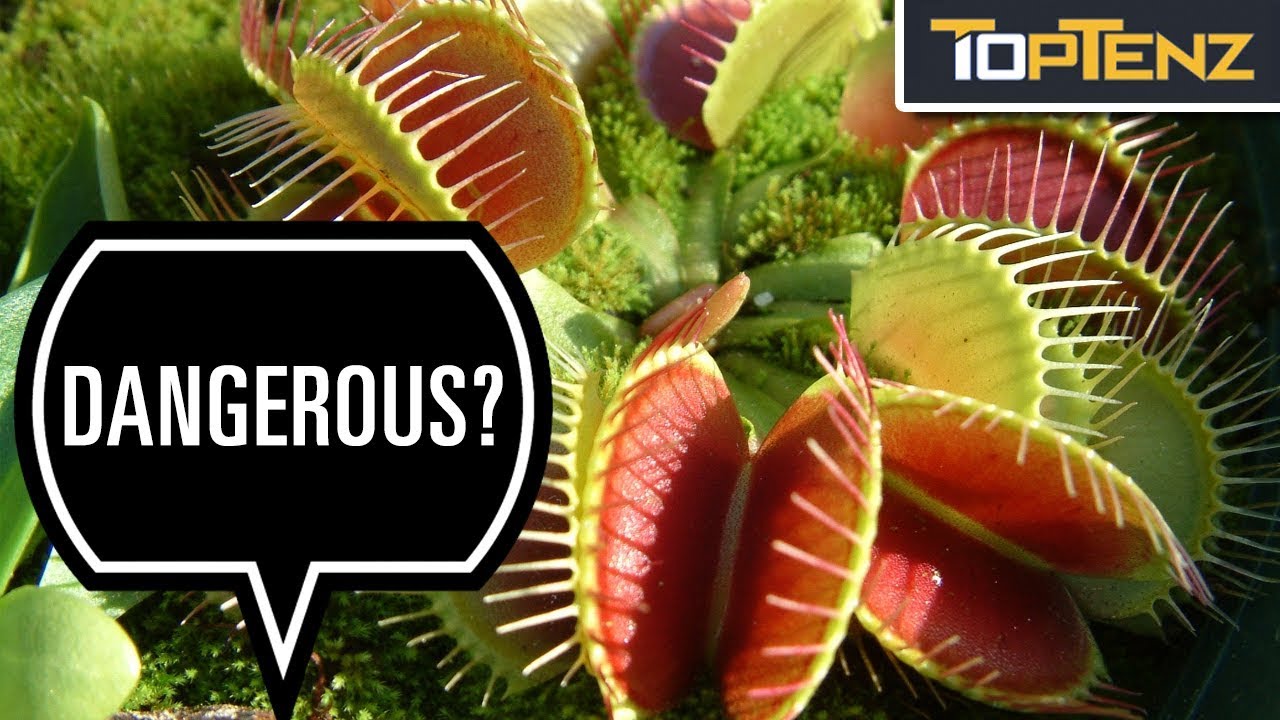 10 Fiendish or Fabulous Meat Eating and Moving Plants