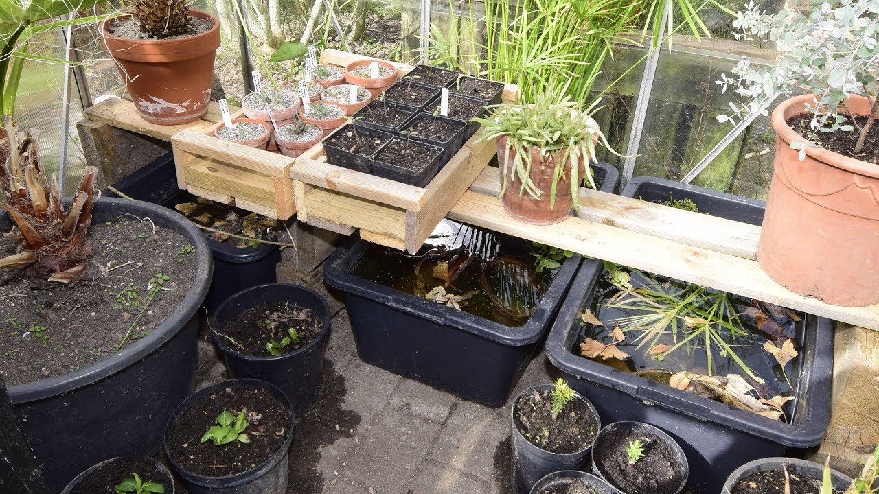 Fish in garden and greenhouse 2020 - Part 1