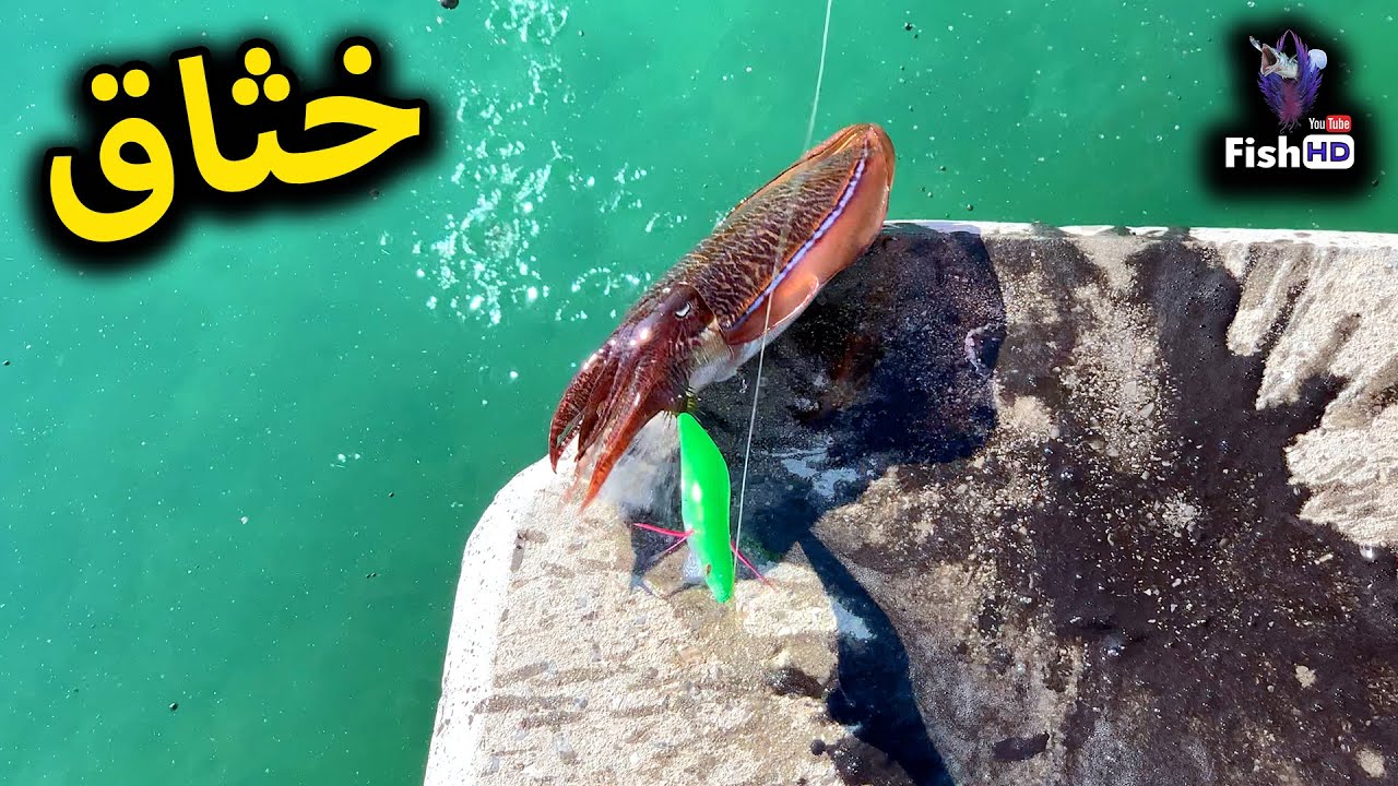 وأبتدى موسم الخثاق 🐙  Season of Cuttlefish