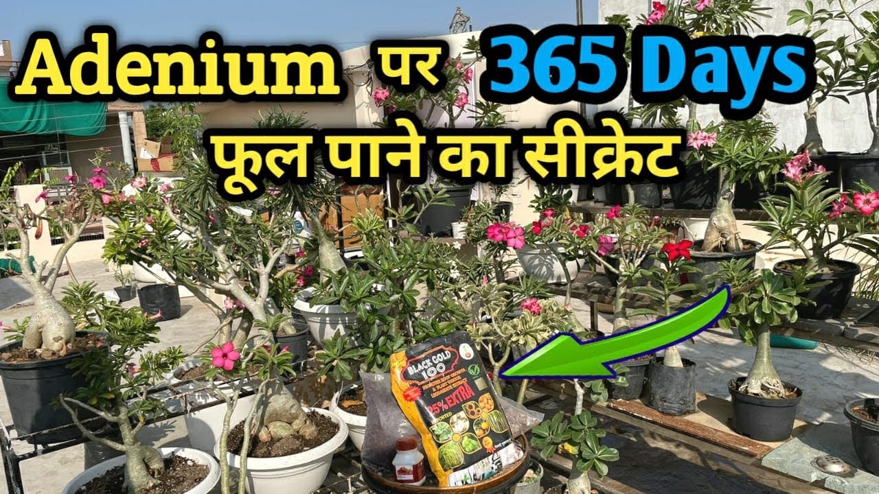 Adenium पर 365 Days फूल पाने का सीक्रेट,  Adenium की पूरी जानकारी, Adenium Plant Care in Winters