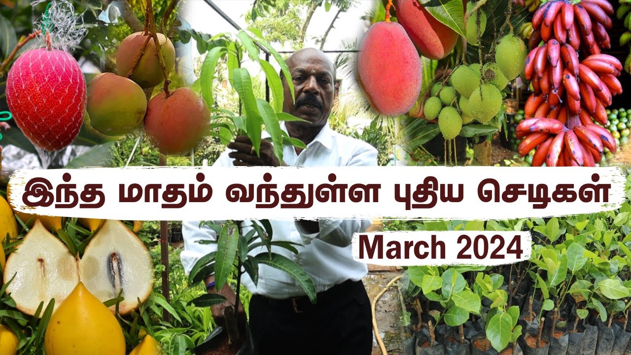 பலவித மா ரகங்கள், புதிய செடிகள் இறக்குமதி | Greenland's Mango Season: Massive Restocking & New Trees
