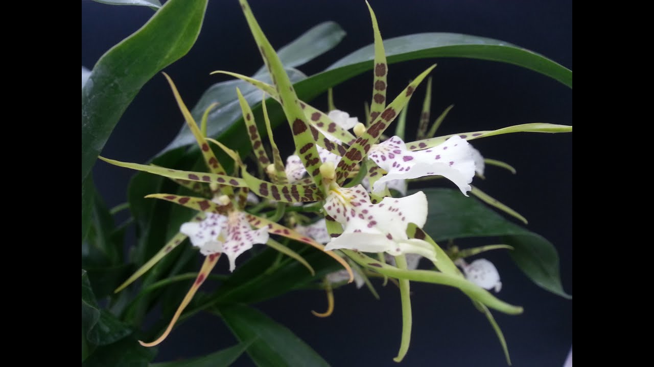 orchidee all'orchideria, Brapasia DIpozzi Antonella