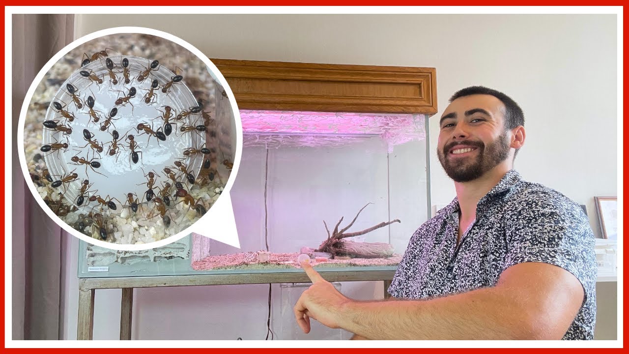 J'ai créé une fourmilière géante dans un aquarium ! (C'était un bordel)