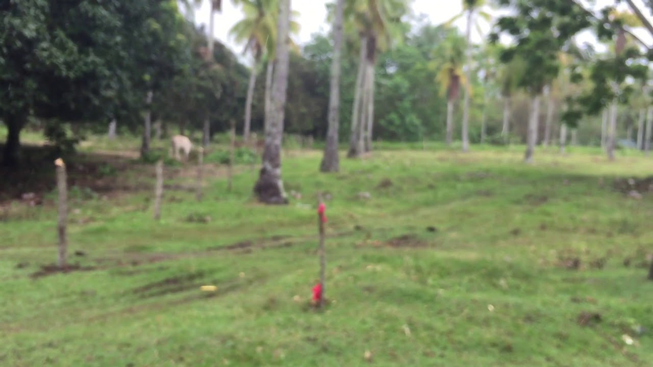 1,000sqm Mini Farm Lot for sale @ San Isidro, Babak, Samal Island (text/call 09562989638)
