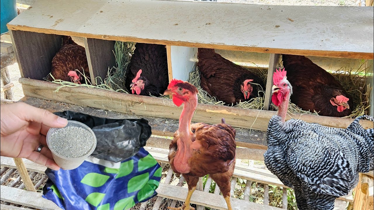 Núcleo - O segredo do Desenvolvimento e Produtividade das Aves