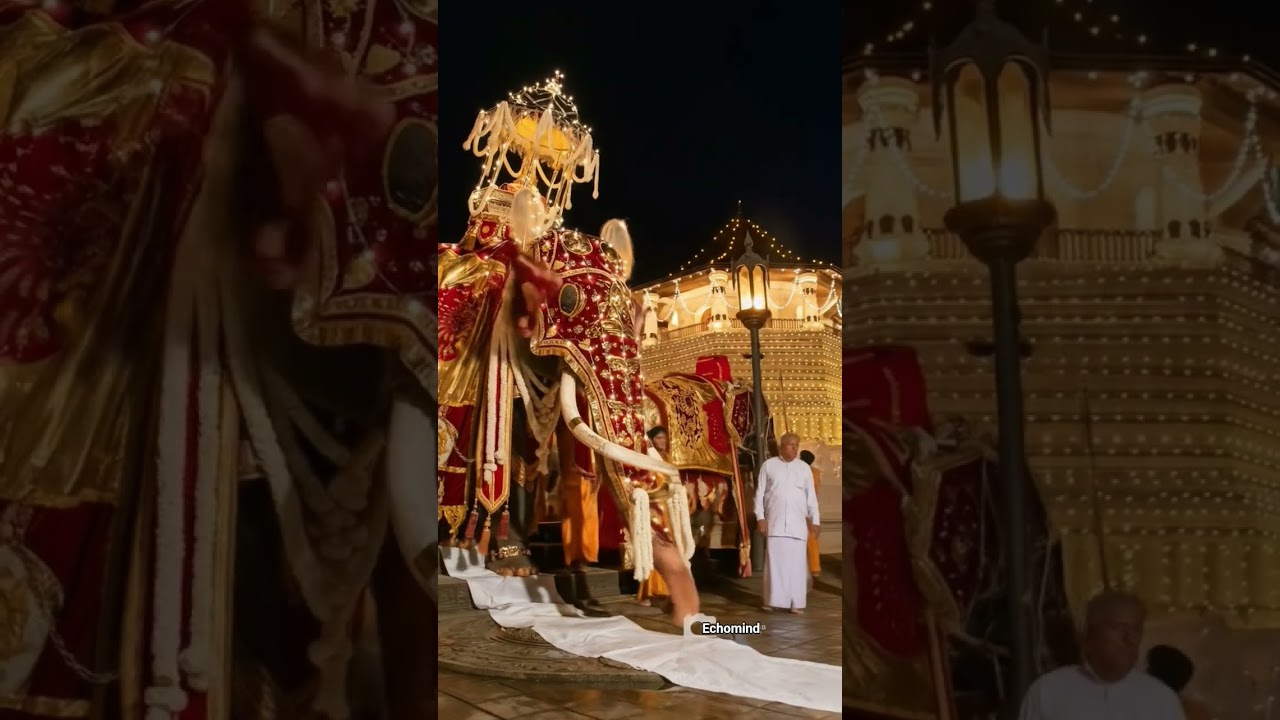 Nuwara Perahera 🐘 #kandy #perahara #buddha #elephant #trending #trendingshorts #nuwara #temple #road