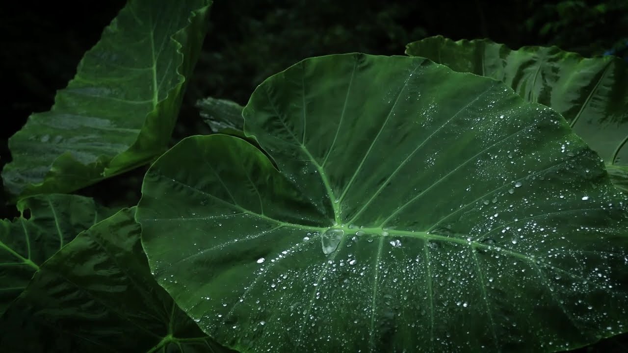 Gentle Rain on Large Green Leaves | Soothing Nature Sounds for Deep Sleep