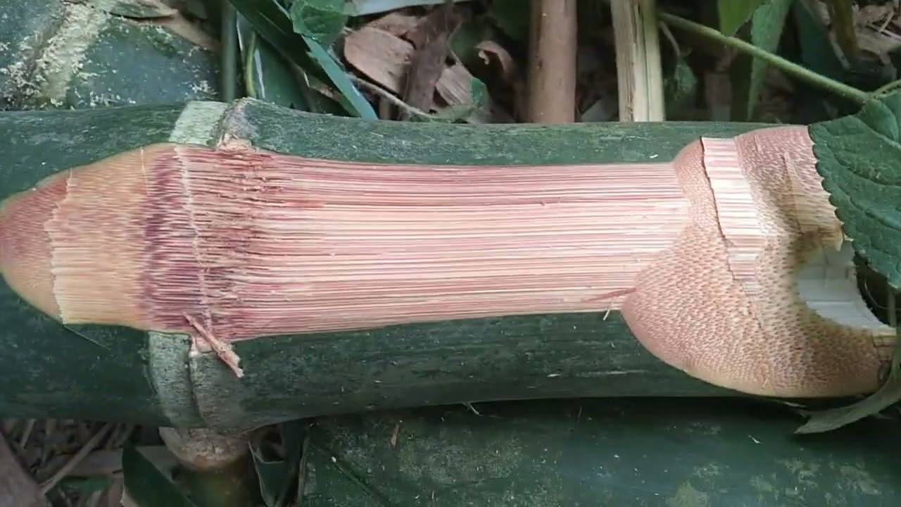 Chặt cánh nỏ giây đoạn 3👍