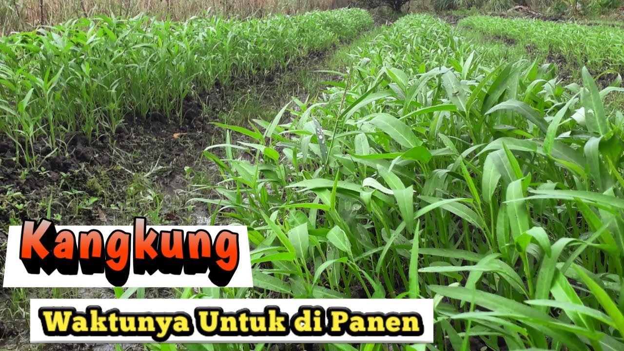 Perkembangan Tanaman Kangkung Dari Hari ke Hari Sebelum di Lakukan Panen Perdana