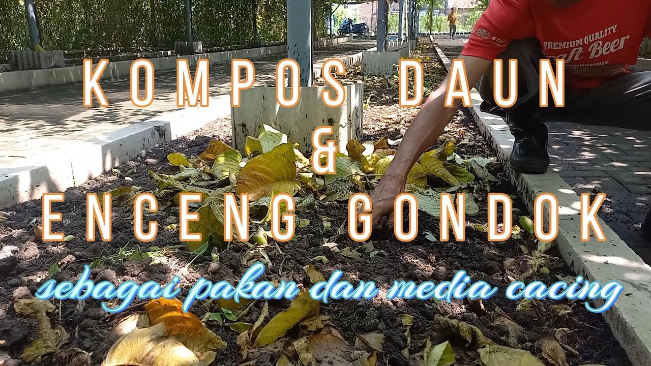 Kompos daun dan Enceng gondok sebagai media sekaligus pakan cacing