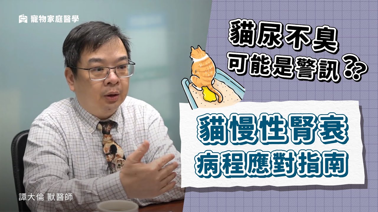 貓尿不臭可能是警訊？貓慢性腎衰病程應對指南｜寵物家庭醫學