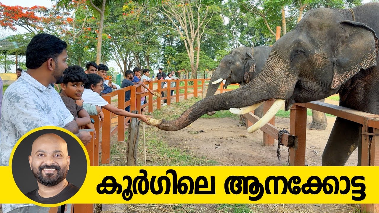 കൂർഗിലെ ആനക്കോട്ട | Dubare Elephant Camp Coorg | A Must-Visit Elephant Experience in Karnataka