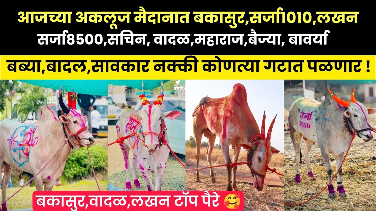 आजच्या अकलूज मैदानात बकासुर/सर्जा1010/सचिन/तेजा/सर्जा8500/लखन/बावर्या कोणत्या गटात पळणार 🙏 टॉप पैरे 