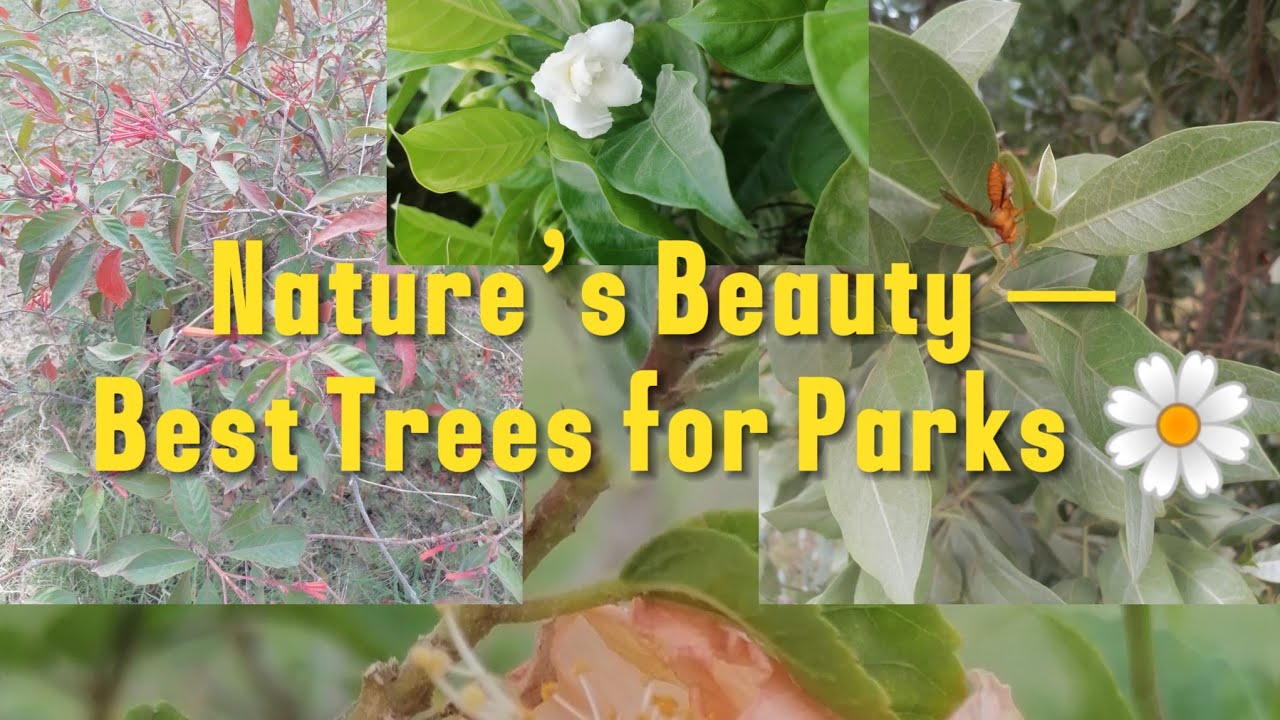 🌿 Best Plants & Trees for Parks | Beautiful Greenery Ideas for Urban & Natural Parks 2025 🌳
