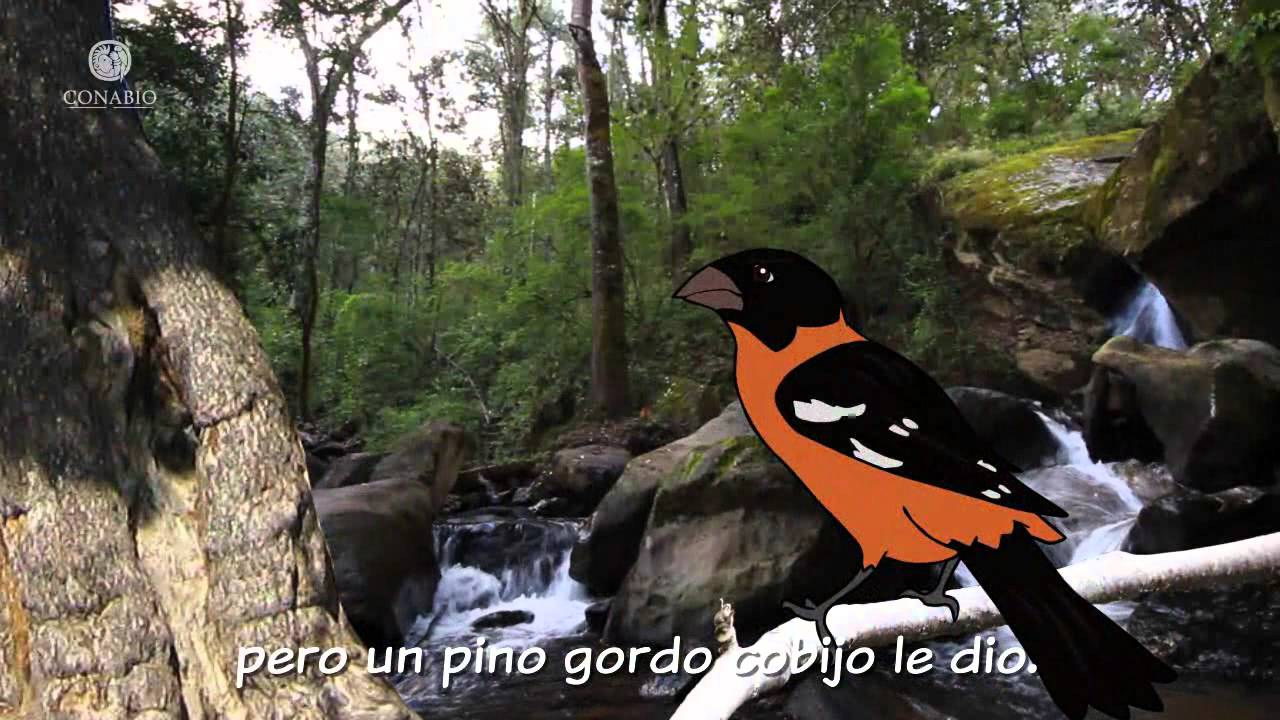 9. Un palacio de invierno: bosque templado