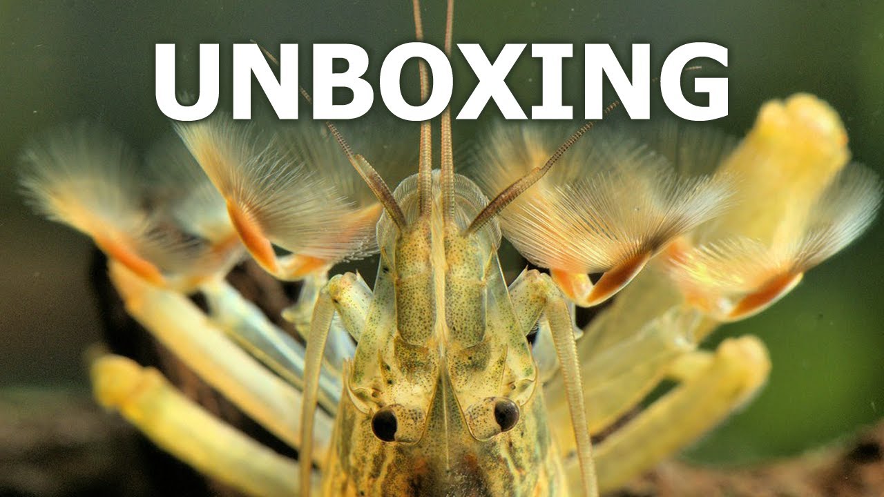 Nové krevety molucké a dánio perlové! | Unboxing