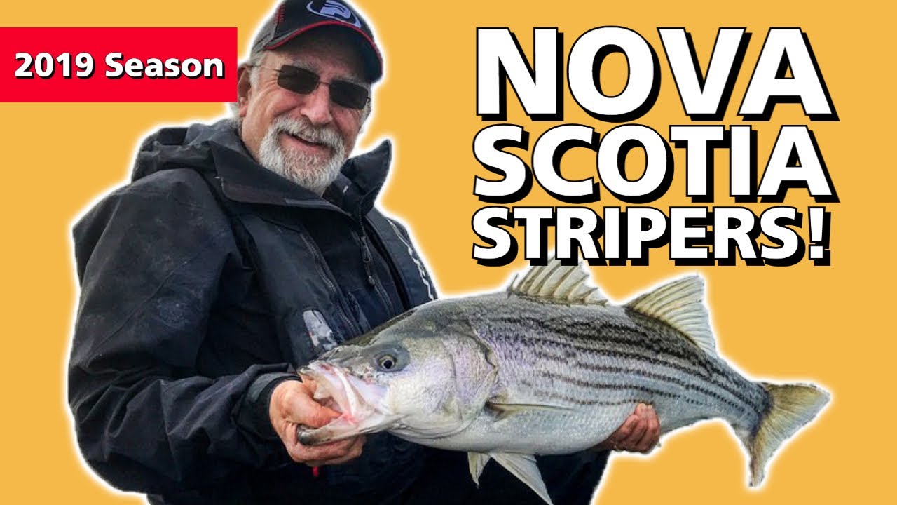 Fundy Stripers On The Rocks