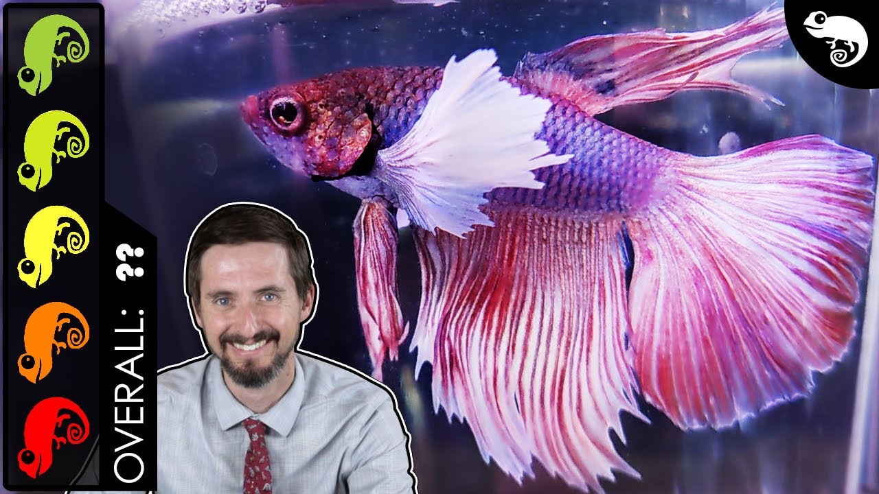 Betta, The Best Pet Fish?