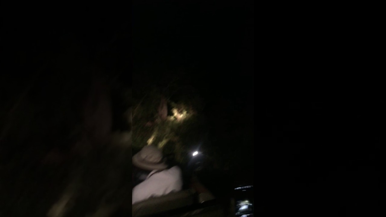 Safari at night