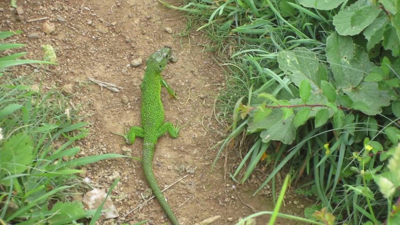 Lacerta bilineata