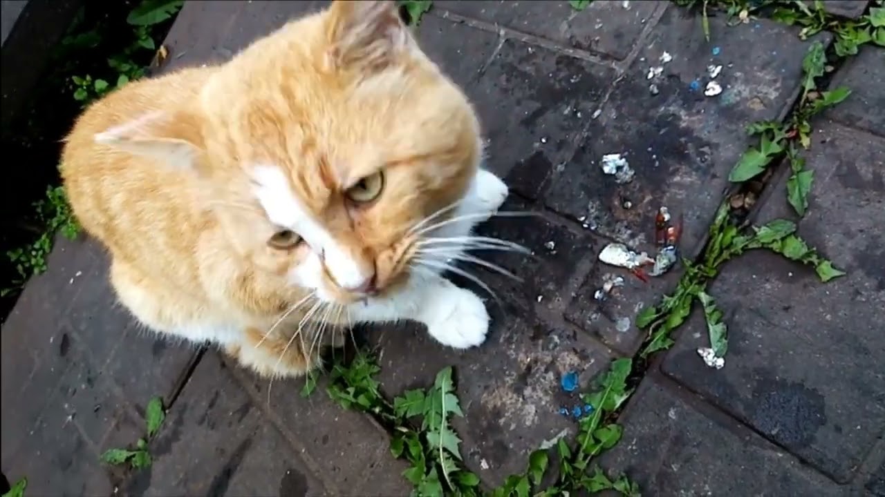 Наступили холода, они возвращаются! 
