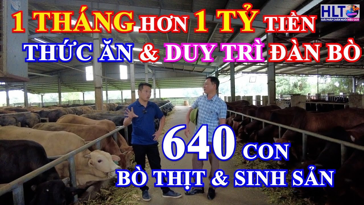TRANG TRẠI TRIỆU ĐÔ & NIỀM ĐAM MÊ VỚI NGHỀ CHĂN NUÔI