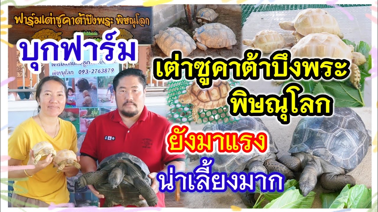 บุกฟาร์ม เต่าซูคาต้าบึงพระ พิษณุโลก อาชีพที่น่าสนใจ เลี้ยงง่าย รายได้ดี