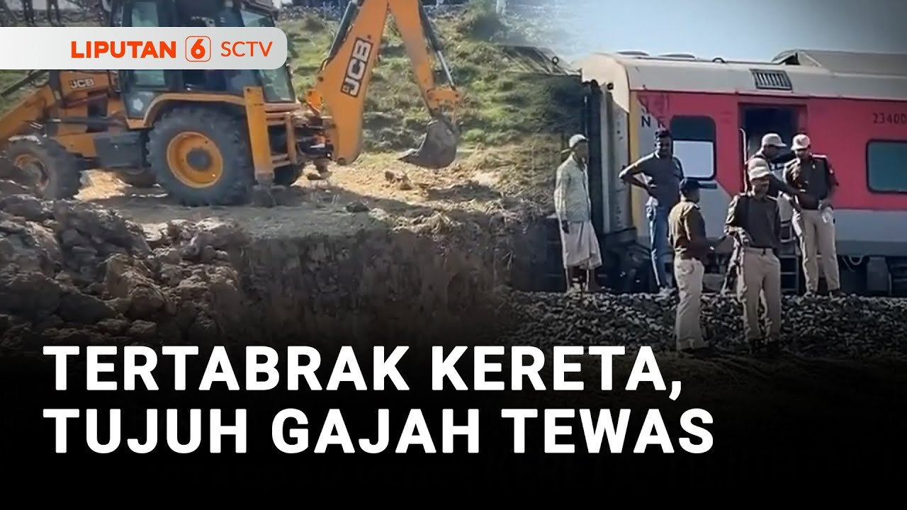 Tertabrak Kereta, 7 Gajah Mati. 5 Gerbong Kereta Tergelincir | Liputan 6