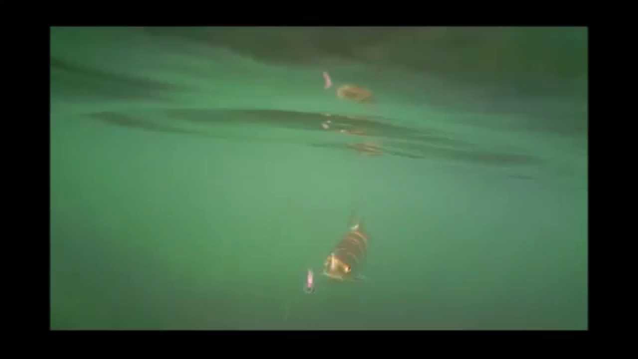 Waterwolf underwater action