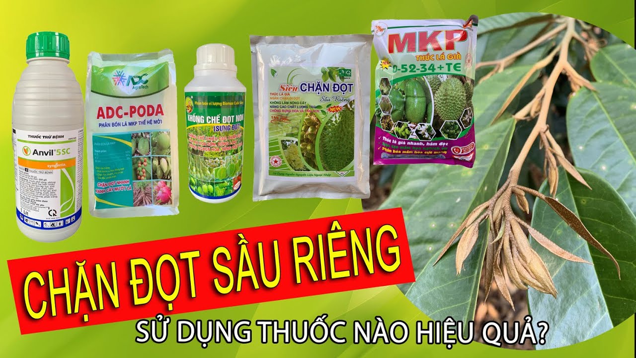 Hướng dẫn thuốc CHẶN ĐỌT cây SẦU RIÊNG hiệu quả cao l Nông Dược Xanh TV
