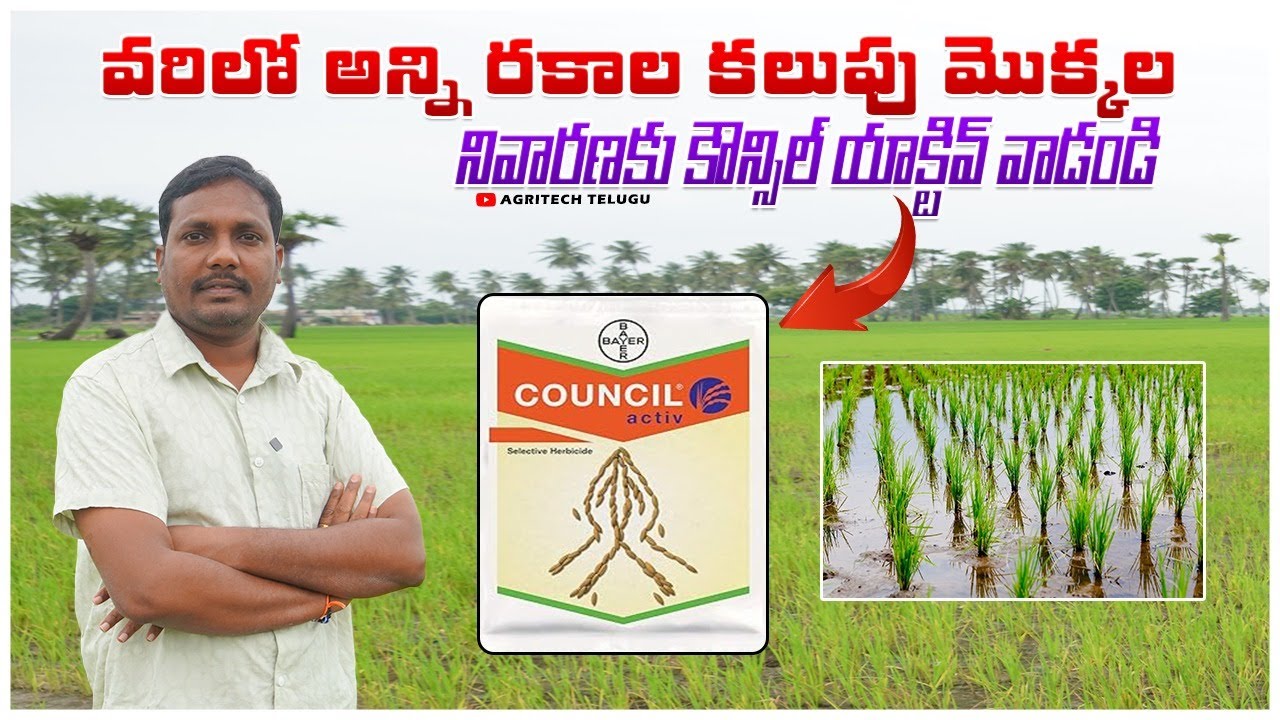 వరి పంటలో కలుపు నివారణ | Herbicide Council Active – Best Weed Control in Rice Crop | AgriTech Telugu