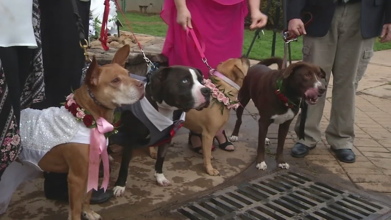 Greenville Animal Care is hosting a dog wedding today!