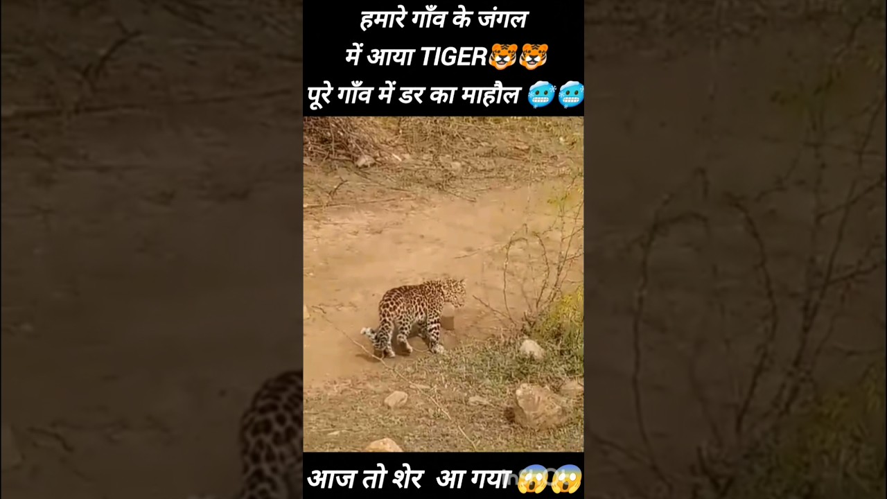 TIGER🐯🐯 RESQUE 😱😱//पूरे गाँव में डर का माहौल🥶🥶//