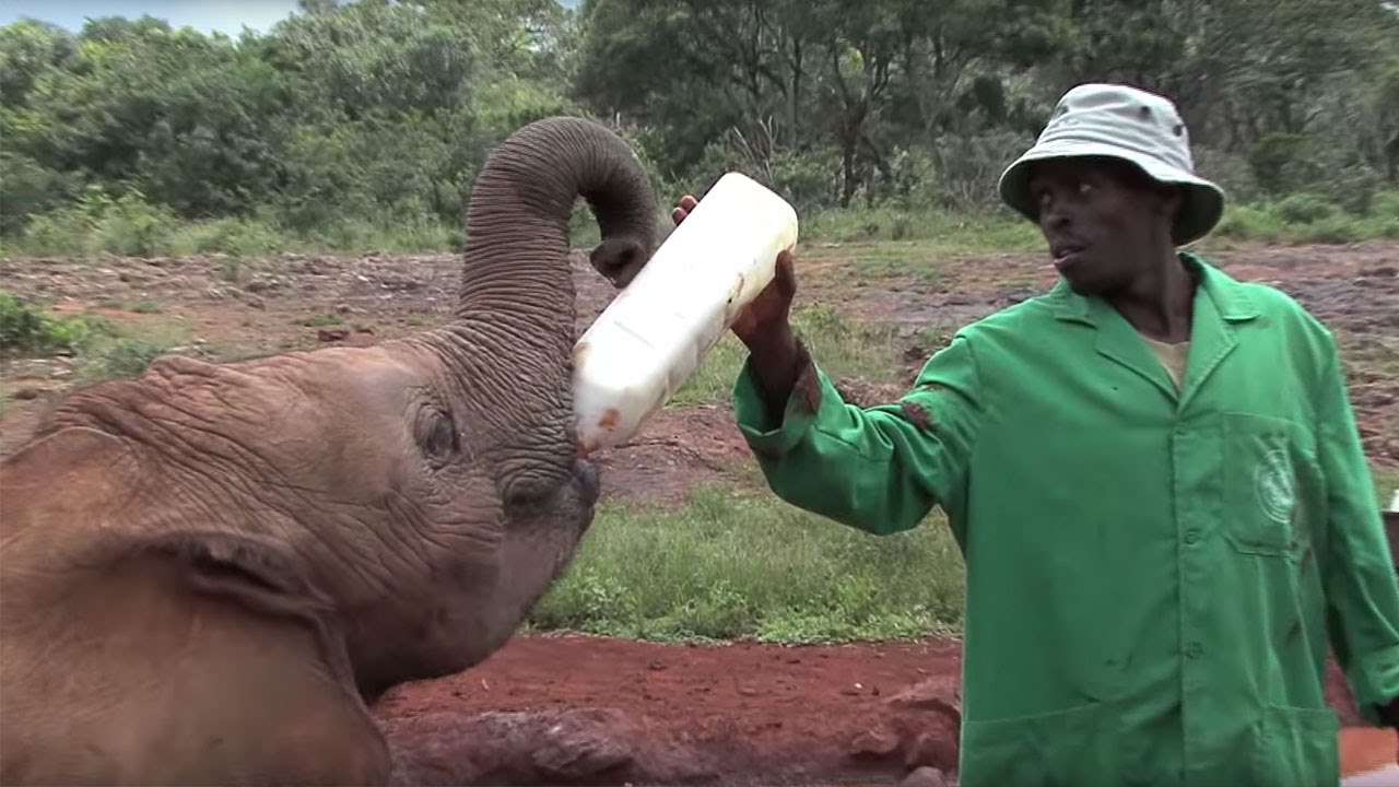 Feeding Baby Elephants