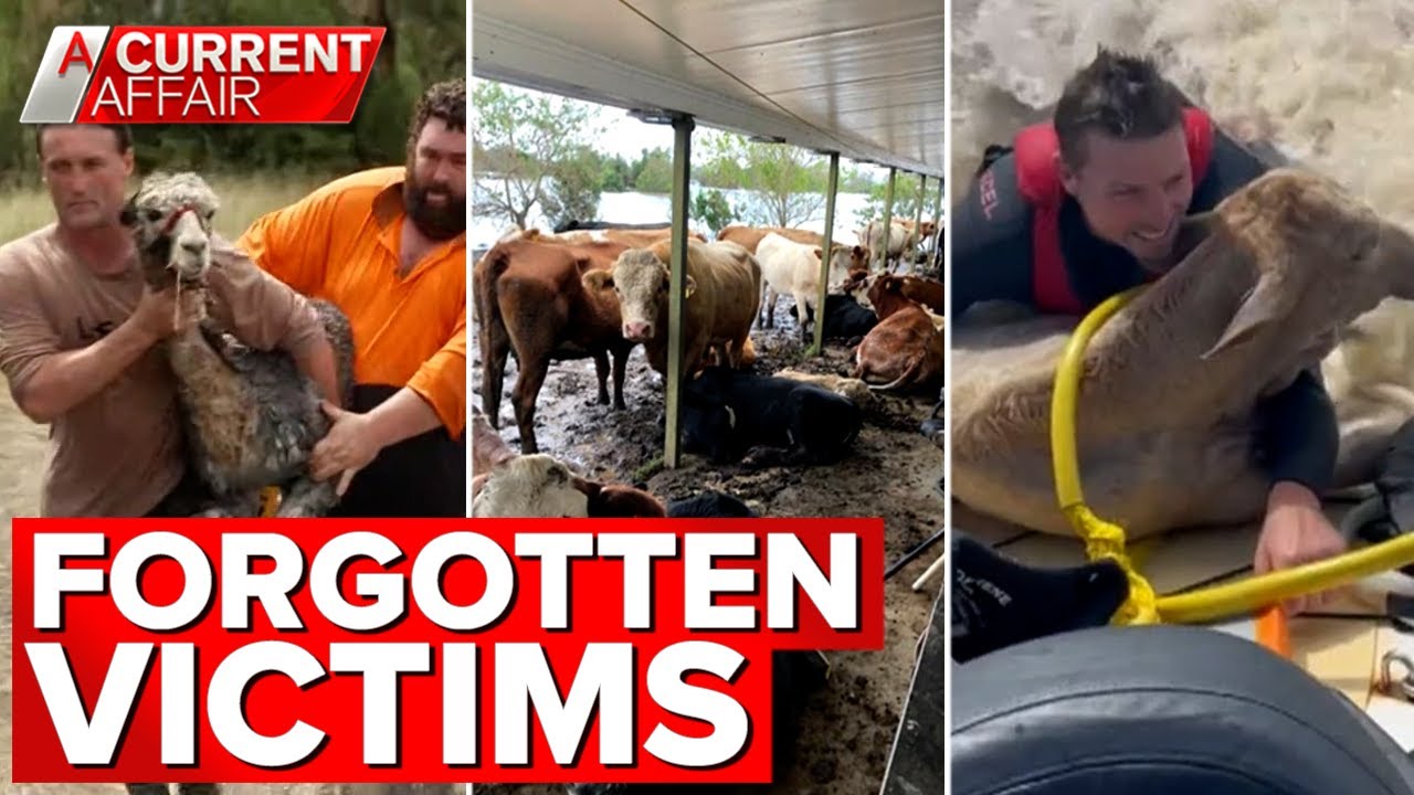 Vets from around Australia help animals stranded in floodwaters | A Current Affair