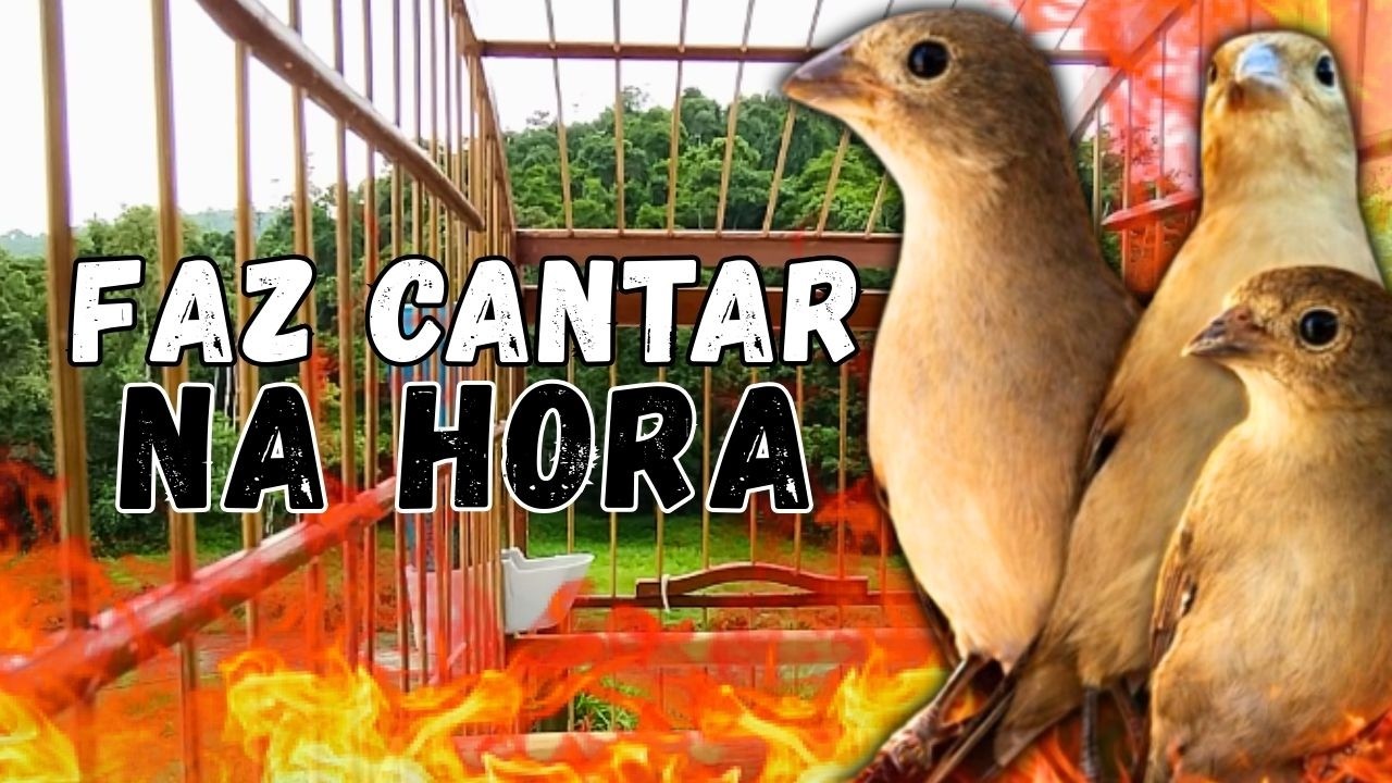 MELHOR PIADO DE FÊMEA DE PAPA CAPIM PARA FOGUEAR O MACHO PAPA CAPIM COM PIADO DE FÊMEA DE PAPA CAPIM