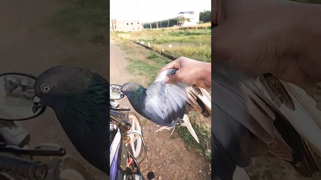 kabutar ko train kaise karen || kabutar ku Azad kerdiya || teddy kabutar ki udan #pigeon  #viral