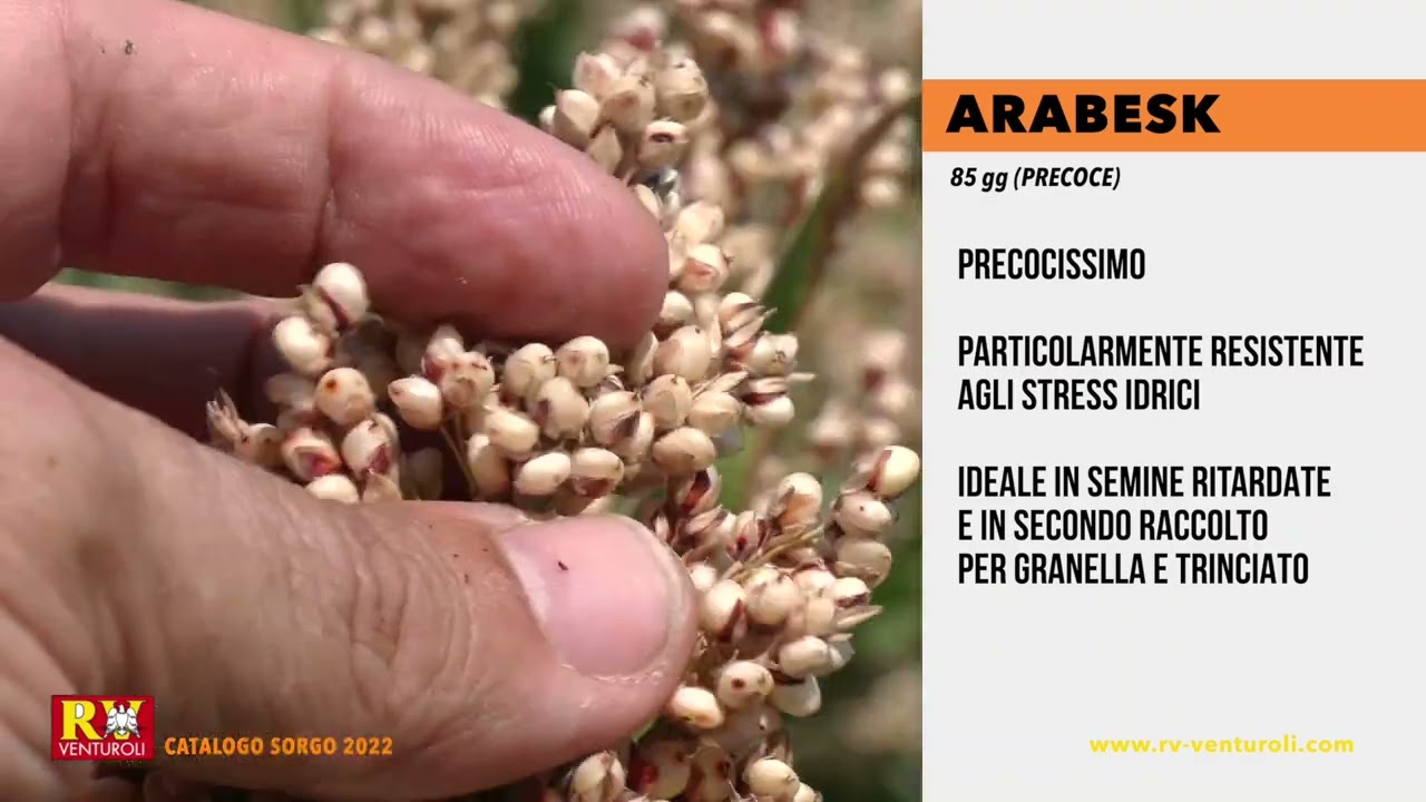 SORGO 2022 - CATALOGO RV VENTUROLI