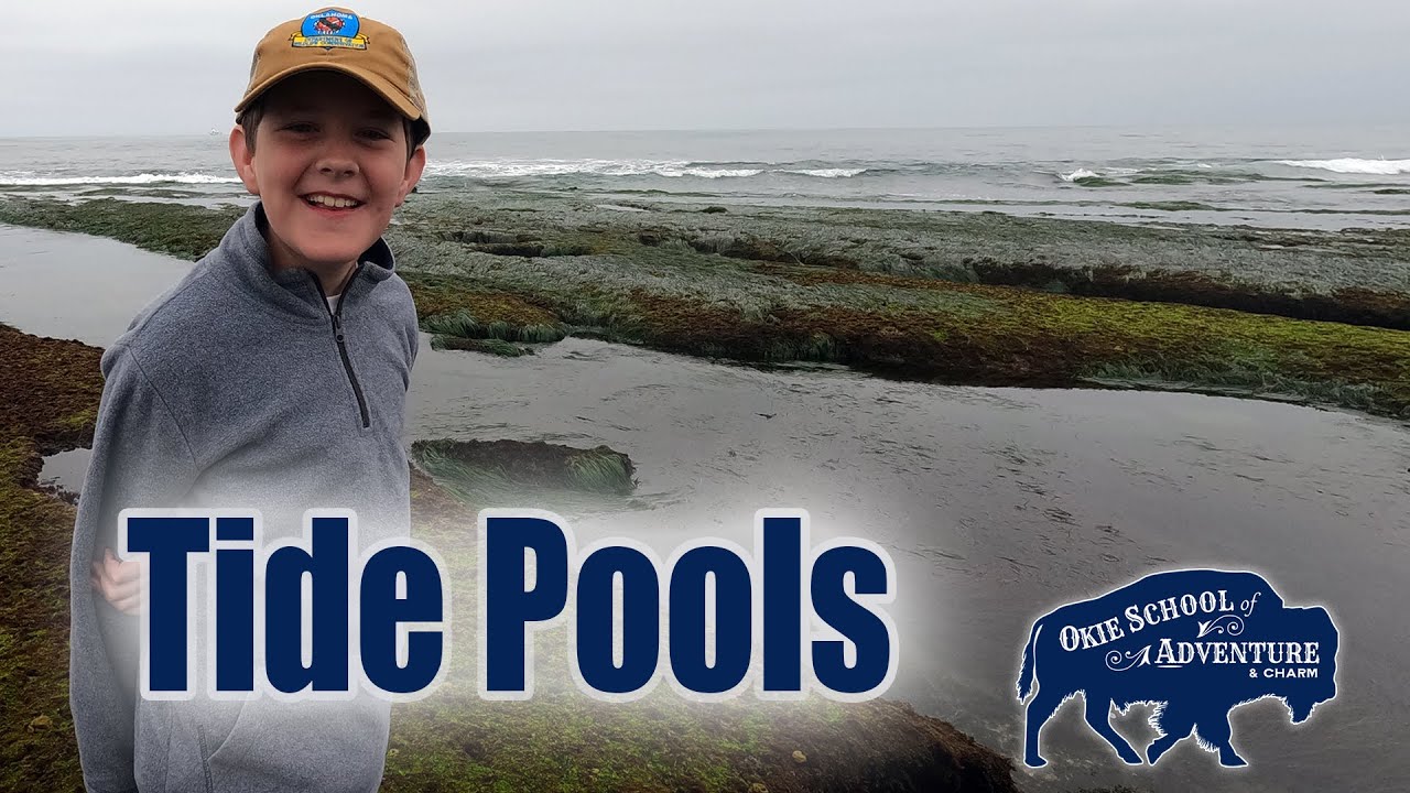 The Hidden Wonders of Tide Pools