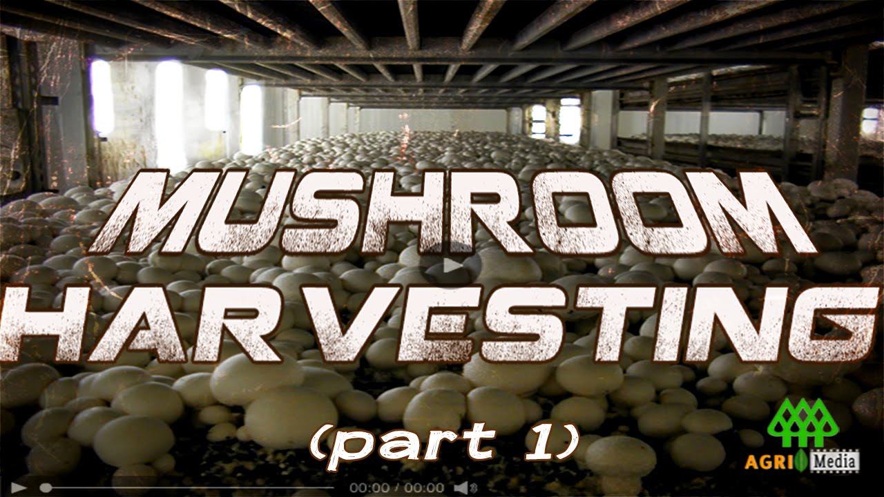 MUSHROOM HARVESTING (part 1)