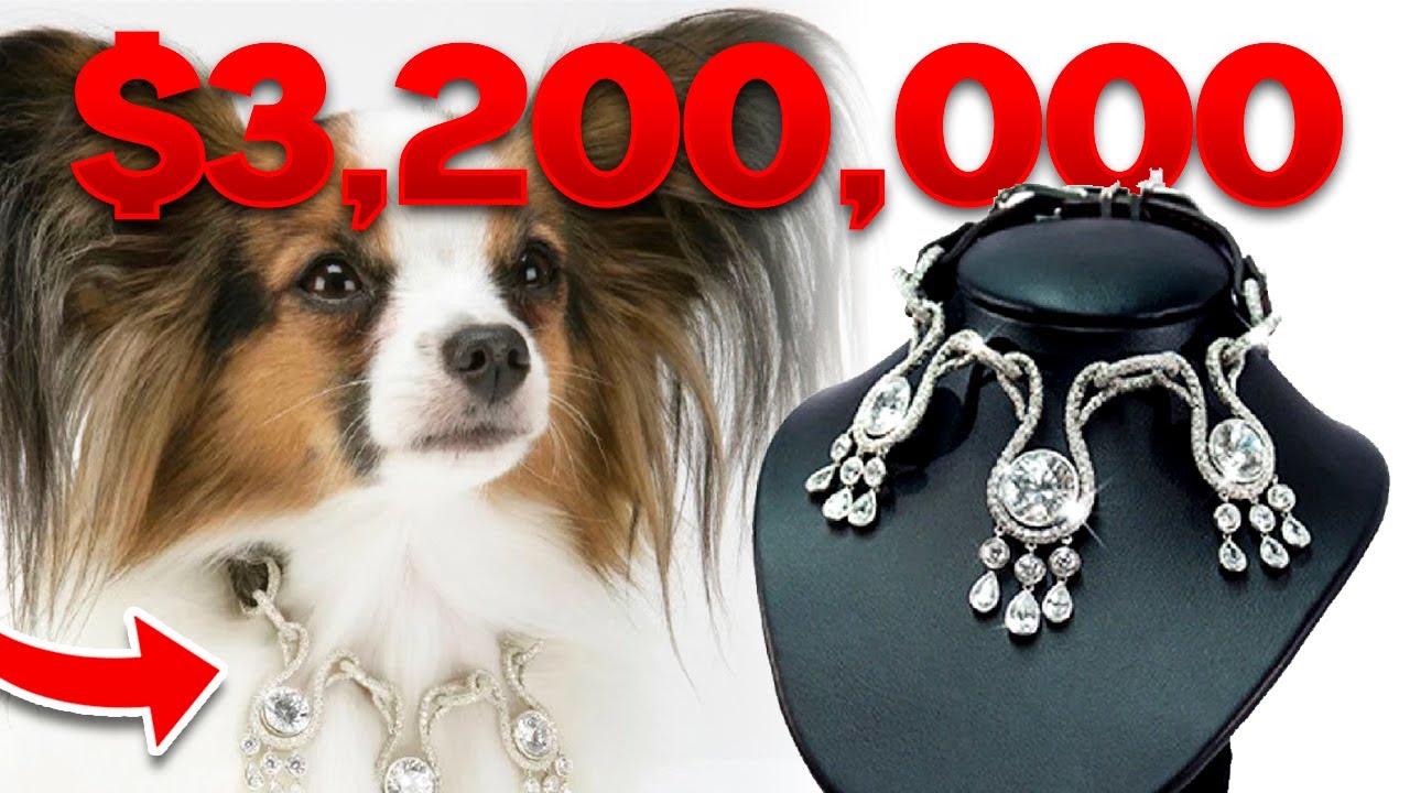 The Most Expensive Dog Collar That Costs $3.2 Million