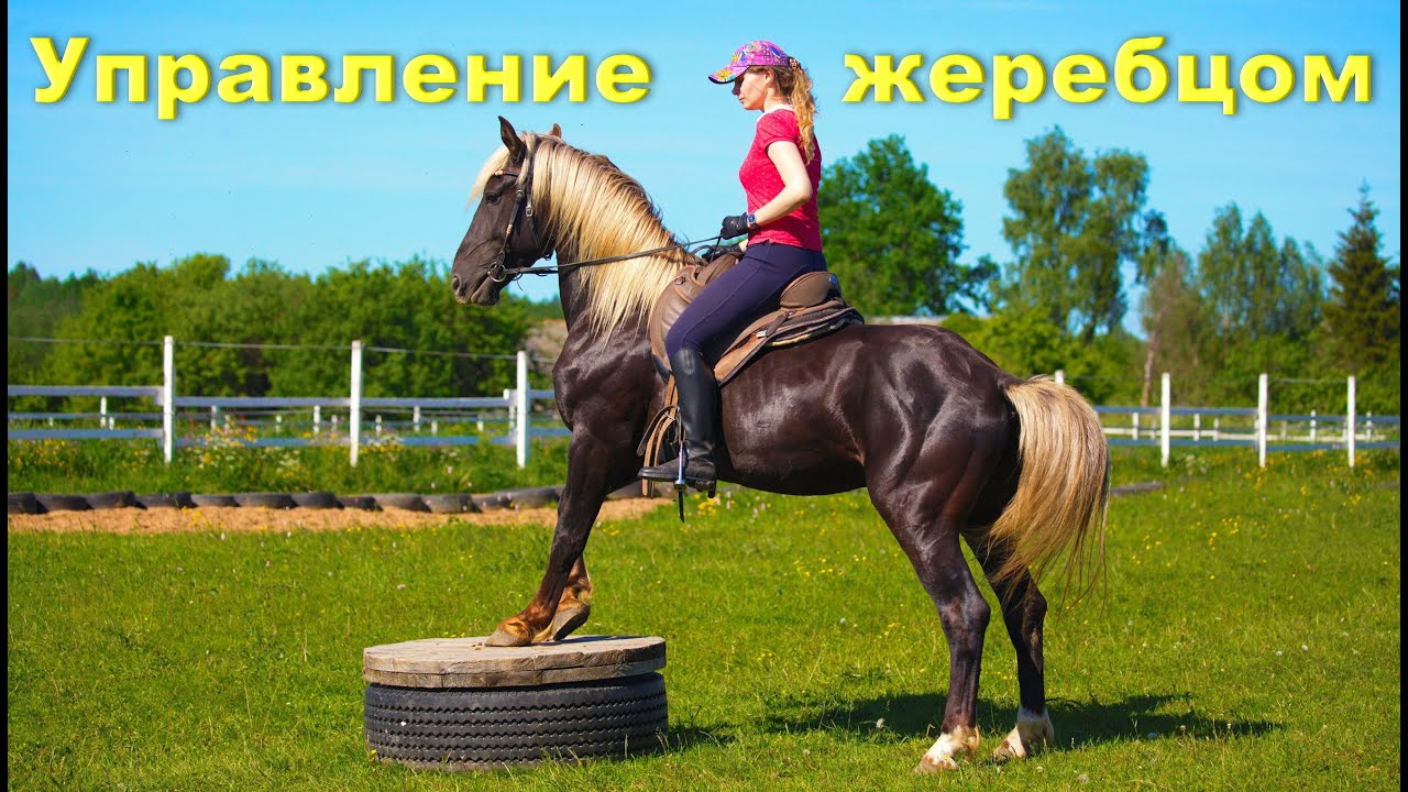 Лошадь не слушается? Во всём 
