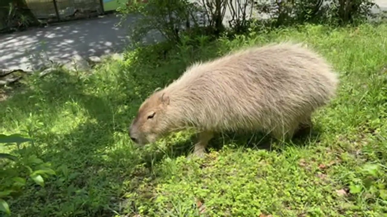 【LIVE】カピバラ脱走とアオバについて