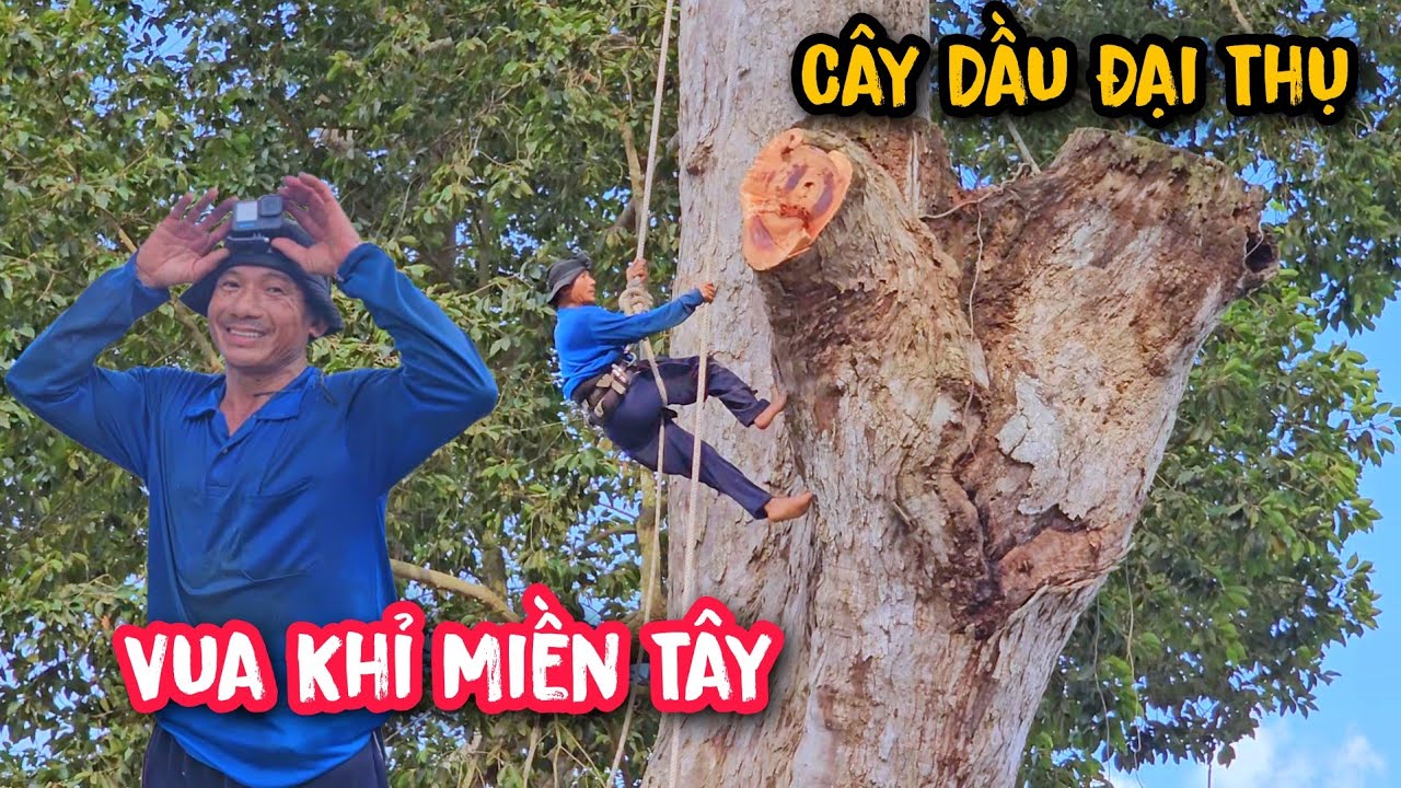 Lần Đầu !!! Vua Khỉ Đụng Độ cưa cây Dầu Đại Thụ 300 tuổi tại Bến Tre (Phần cuối).