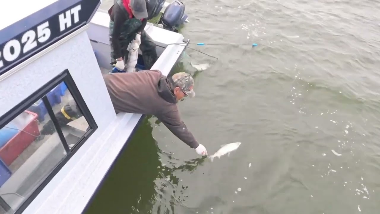 Net Full Of Trout