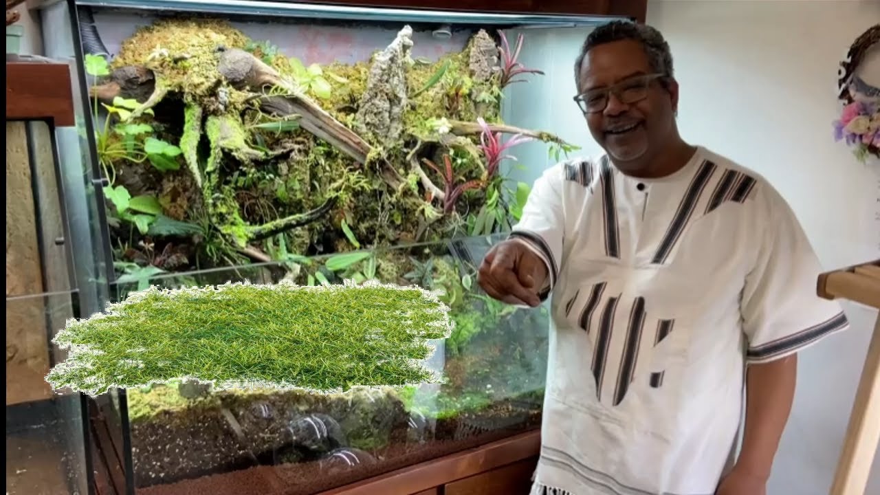 How to apply moss to a vivarium!