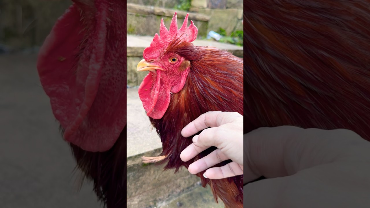 Cheep cheep escaped!
